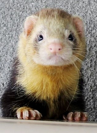 Woodside Animal Sanctuary charity King Kong the pole cat.jpg